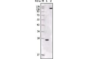 Western Blotting (WB) image for anti-FER Tyrosine Kinase (FER) (truncated) antibody (ABIN2464050) (FER Antikörper  (truncated))