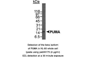 Image no. 1 for anti-BCL2 Binding Component 3 (BBC3) (C-Term) antibody (ABIN363484) (PUMA Antikörper  (C-Term))