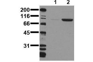 Western Blotting (WB) image for anti-CD22 Molecule (CD22) (pTyr1150), (pTyr1151) antibody (ABIN126818) (CD22 Antikörper  (pTyr1150, pTyr1151))