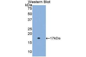 Western Blotting (WB) image for anti-Retinol Binding Protein 5, Cellular (RBP5) (AA 1-135) antibody (ABIN1078488) (Retinol Binding Protein 5 Antikörper  (AA 1-135))