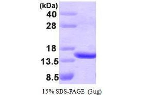 TBCA Protein (AA 1-108)