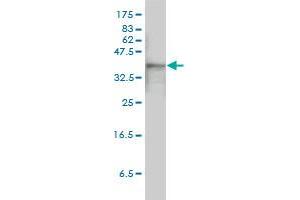 ACTB monoclonal antibody (M01A), clone 3G4-F9 Western Blot analysis of ACTB expression in HeLa . (beta Actin Antikörper  (AA 1-375))