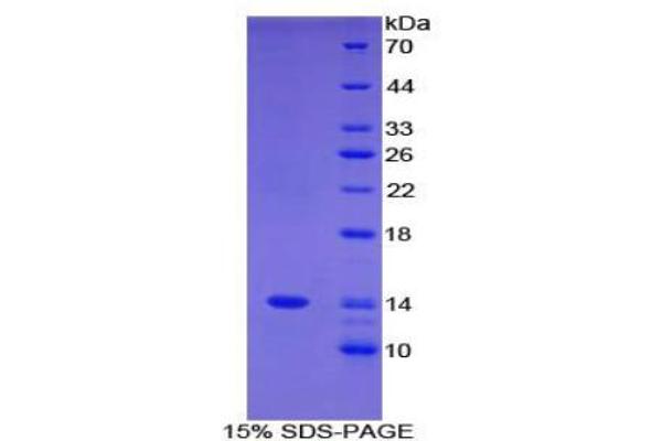 FAM19A3 Protein