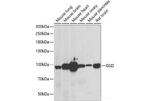 Western blot analysis of extracts of various cell lines using GLI2 Polyclonal Antibody at dilution of 1:1000. (GLI2 Antikörper)