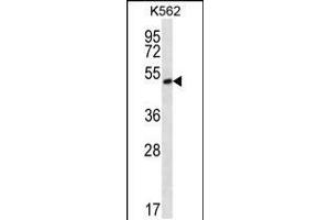 Western blot analysis in K562 cell line lysates (35ug/lane). (MORN1 Antikörper  (N-Term))