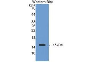 Detection of Recombinant GAL1, Bovine using Monoclonal Antibody to Galectin 1 (GAL1) (LGALS1/Galectin 1 Antikörper  (AA 1-135))