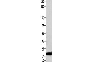 Western Blotting (WB) image for anti-Claudin 1 (CLDN1) antibody (ABIN2425950) (Claudin 1 Antikörper)