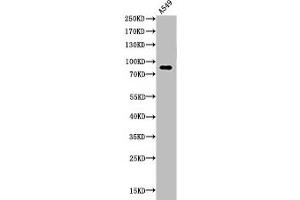 Western Blot analysis of A549 cells using Acetyl-HSP 90 (K435) Polyclonal Antibody (HSP9AA1 (acLys435) Antikörper)