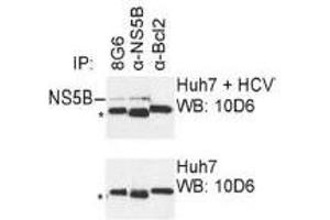 Western Blotting (WB) image for anti-Hepatitis C Virus NS5 (HCV NS5) (AA 77-86) antibody (ABIN781788) (HCV NS5 Antikörper  (AA 77-86))