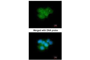 Immunofluorescence (IF) image for anti-Calbindin 2 (CALB2) antibody (ABIN2855596)