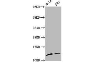 Western Blot Positive WB detected in: Hela whole cell lysate, 293 whole cell lysate All lanes: HIST1H4A antibody at 1:100 Secondary Goat polyclonal to rabbit IgG at 1/50000 dilution Predicted band size: 12 kDa Observed band size: 12 kDa (HIST1H4A Antikörper  (meLys59))