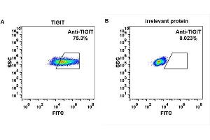 Flow Cytometry (FACS) image for anti-TIGIT (Etigilimab Biosimilar) antibody (ABIN6964437)