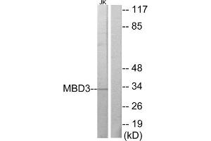 Western Blotting (WB) image for anti-Methyl-CpG Binding Domain Protein 3 (MBD3) (C-Term) antibody (ABIN1849085) (MBD3 Antikörper  (C-Term))