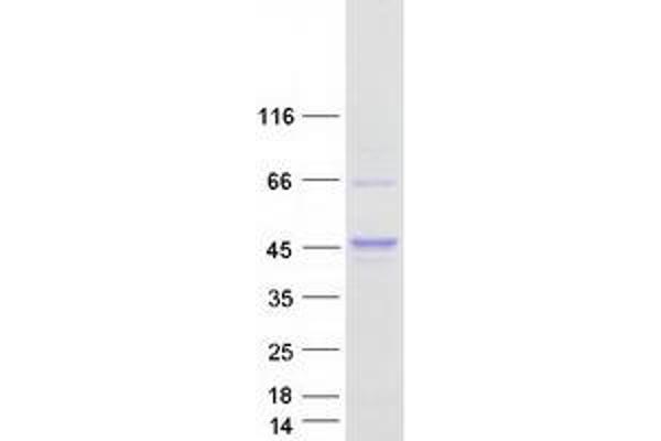 PRAS40 Protein (Transcript Variant 2) (Myc-DYKDDDDK Tag)