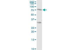 PRKCH MaxPab rabbit polyclonal antibody. (PKC eta Antikörper  (AA 1-683))