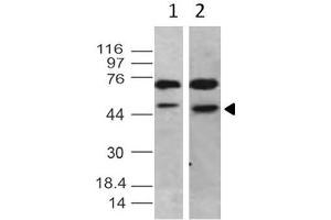 Image no. 1 for anti-TBP-Like 1 (TBPL1) antibody (ABIN5027796) (TBPL1 Antikörper)