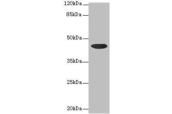 CCDC89 Antikörper  (AA 1-200)