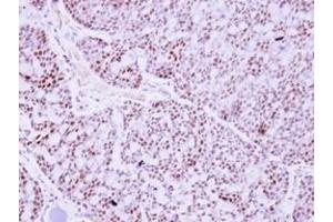 Image no. 1 for anti-Pituitary Tumor-Transforming 2 (PTTG2) (AA 2-174) antibody (ABIN1500512) (PTTG2 Antikörper  (AA 2-174))