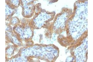 IHC testing of FFPE human placental tissue with MAML2 antibody (clone MAML2/1302). (MAML2 Antikörper)