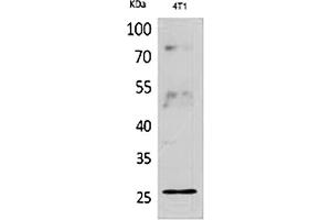 Western Blot analysis of 4T1 cells using CD81 Polyclonal Antibody. (CD81 Antikörper  (Internal Region))