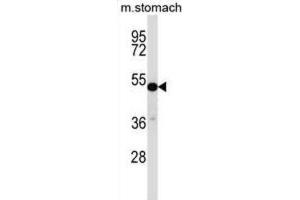 Western Blotting (WB) image for anti-Transcription Factor CP2-Like 1 (TFCP2L1) antibody (ABIN2997307) (TFCP2L1 Antikörper)