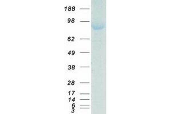 MTF1 Protein (Myc-DYKDDDDK Tag)