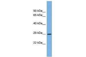 WB Suggested Anti-CDC2 Antibody Titration: 0. (CDK1 Antikörper  (Middle Region))