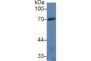 Detection of TLR4 in Mouse Spleen lysate using Polyclonal Antibody to Toll Like Receptor 4 (TLR4) (TLR4 Antikörper  (AA 26-269))