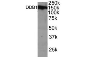 Western blot analysis of DDB1 in NSO cell lysate with ABIN121624. (DDB1 Antikörper  (C-Term))