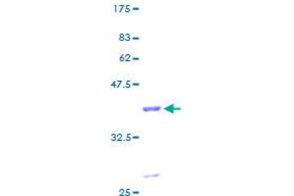 GSTM4 Protein (AA 1-218) (GST tag)