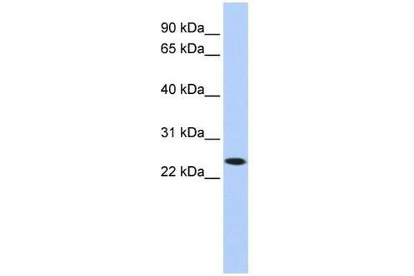 KLRA1 Antikörper  (N-Term)