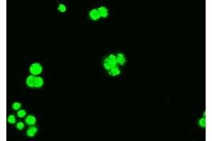 Anti-BCL2L1 mouse monoclonal antibody (ABIN2452380) immunofluorescent staining of COS7 cells transiently transfected by pCMV6-ENTRY BCL2L1 (RC201314). (BCL2L1 Antikörper  (AA 1-212))