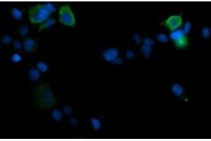 Image no. 2 for anti-Mitogen-Activated Protein Kinase 13 (MAPK13) antibody (ABIN1499958) (MAPK13 Antikörper)