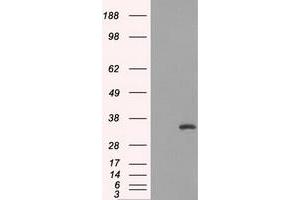 Western Blotting (WB) image for anti-Fc Fragment of IgG, Low Affinity IIa, Receptor (CD32) (FCGR2A) antibody (ABIN1497262) (FCGR2A Antikörper)