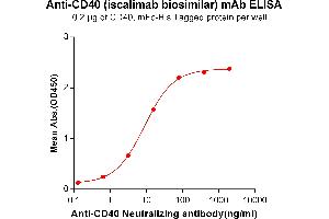 ELISA plate pre-coated by 2 μg/mL (100 μL/well) Human CD40, mFc-His tagged protein ABIN6961088, ABIN7042205 and ABIN7042206 can bind Anti-CD40 Neutralizing antibody in a linear range of 0. (Rekombinanter CD40 (Iscalimab Biosimilar) Antikörper)