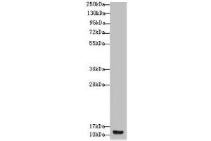 Western blot All lanes: S100A14 antibody at 4. (S1A14 (AA 1-104) Antikörper)
