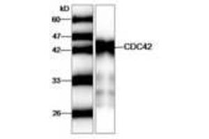 Image no. 1 for anti-Cell Division Cycle 42 (GTP Binding Protein, 25kDa) (CDC42) antibody (ABIN791459) (CDC42 Antikörper)