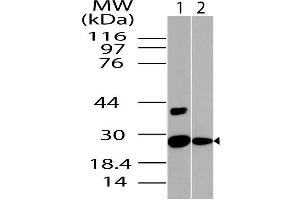 Image no. 1 for anti-NAD(P)H Dehydrogenase, Quinone 1 (NQO1) (AA 50-274) antibody (ABIN5027401) (NQO1 Antikörper  (AA 50-274))