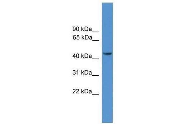 SYT12 Antikörper  (N-Term)