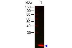 Image no. 1 for anti-Lysozyme (LYZ) antibody (ABIN799765) (LYZ Antikörper)