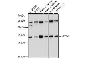 Western blot analysis of extracts of various cell lines, using MITD1 Rabbit pAb (ABIN7268548) at 1:1000 dilution. (MITD1 Antikörper)