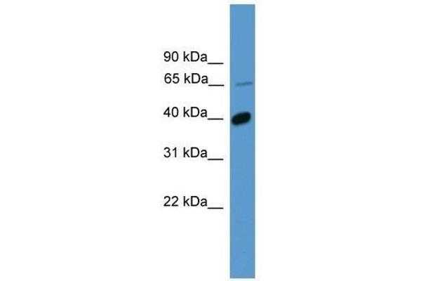 OR2B2 Antikörper  (C-Term)