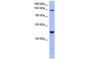 Image no. 1 for anti-MutS Homolog 6 (E. Coli) (MSH6) (AA 251-300) antibody (ABIN6743061) (MSH6 Antikörper  (AA 251-300))