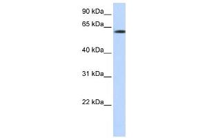 Western Blotting (WB) image for anti-F-Box Protein 24 (FBXO24) antibody (ABIN2458707) (FBXO24 Antikörper)