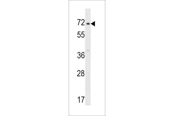 ZNF155 Antikörper  (C-Term)