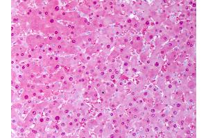 Anti-SOD1 antibody IHC of human liver, hephatocytes. (SOD1 Antikörper  (Atto 594))