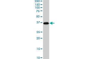 Western Blotting (WB) image for anti-SMAD, Mothers Against DPP Homolog 3 (SMAD3) (AA 120-221) antibody (ABIN561715)