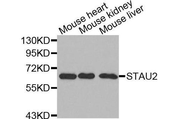 Double-stranded RNA-binding protein Staufen homolog 2 (STAU2) (AA 300-400) Antikörper