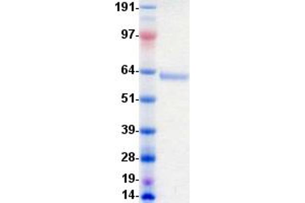 EPH Receptor A8 Protein (EPHA8) (DYKDDDDK-His Tag)