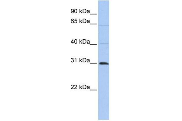 METTL11B Antikörper  (C-Term)